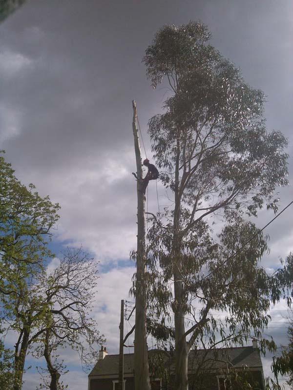 Élagueur Saint-Brevin-les-Pins