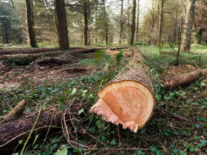 Abattage d'arbres Saint-Brevin-les-Pins
