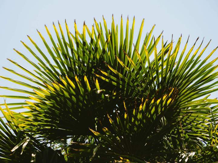 Paysagiste - Saint-Brevin-les-Pins