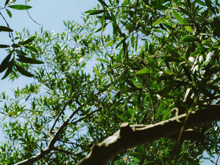 Paysagiste - Saint-Brevin-les-Pins