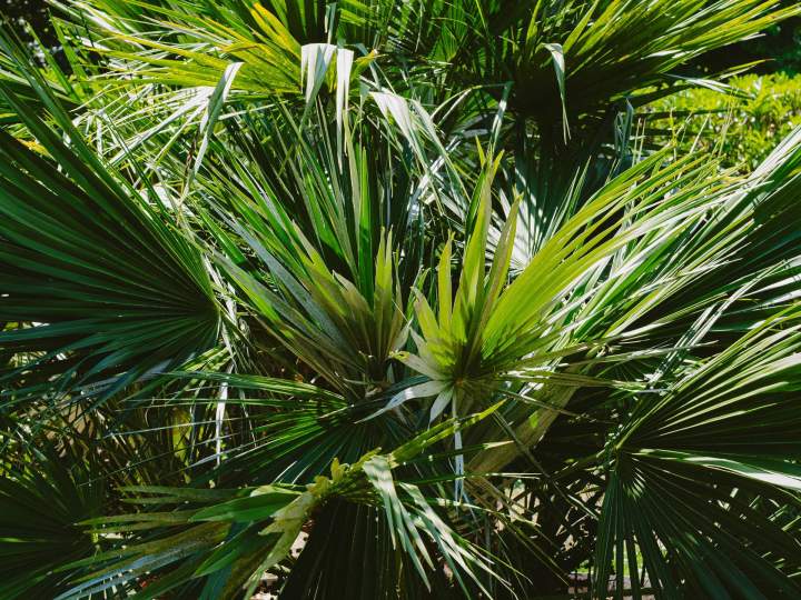 Aménagement de jardin Saint-Brevin-les-Pins