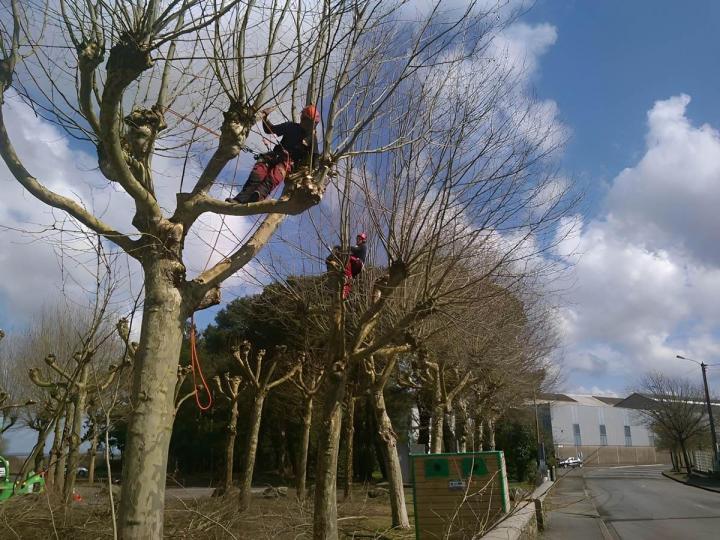 Travaux d’élagage Saint-Brevin-les-Pins