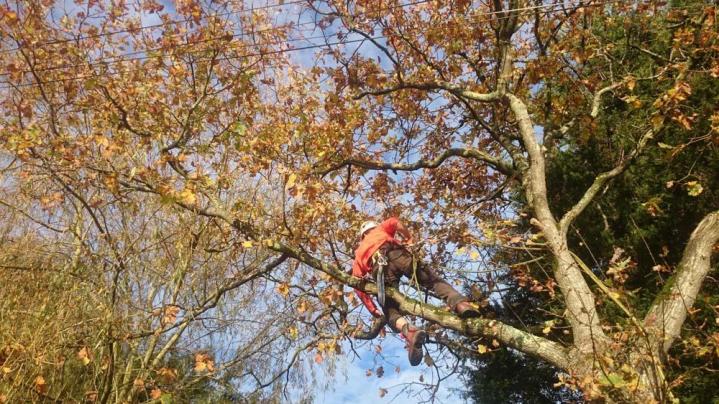 Travaux d’élagage Saint-Brevin-les-Pins