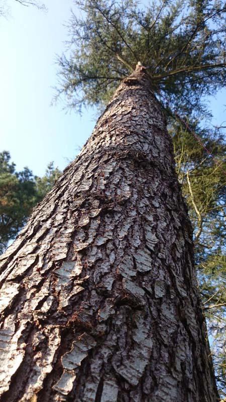 Services d'abattage d'arbres Saint-Brevin-les-Pins