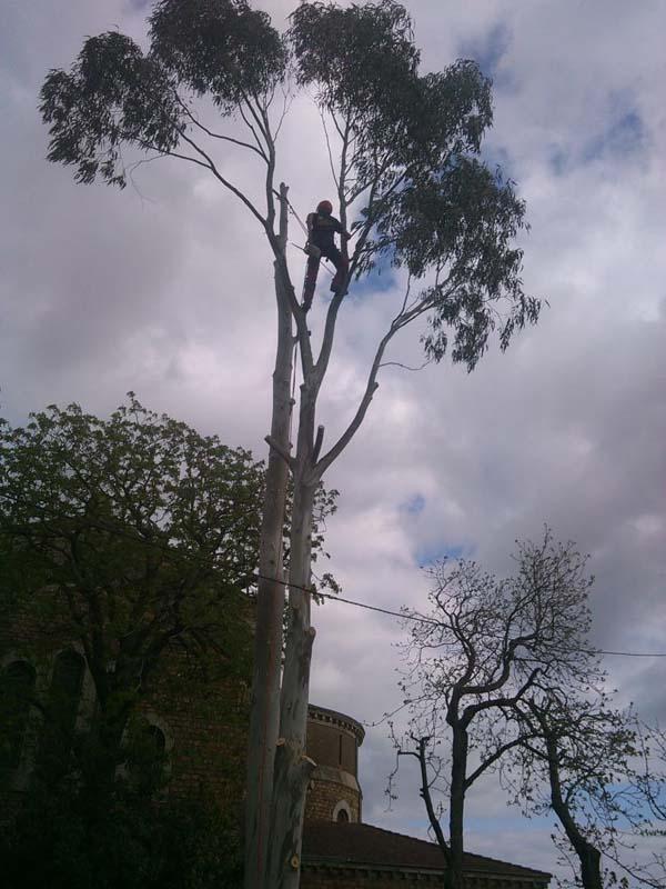 Services d'abattage d'arbres Saint-Brevin-les-Pins